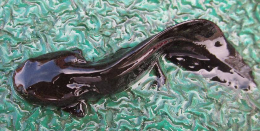 Japanese Clawed Salamander
