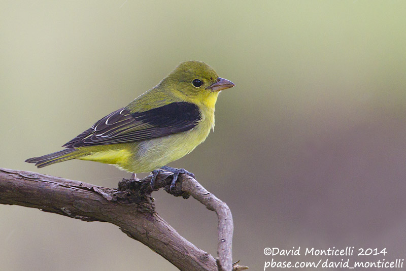 Scarlet Tanager, 1cy male