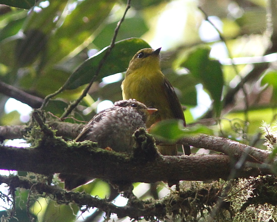 Canary Flycatcher / Flyrobin