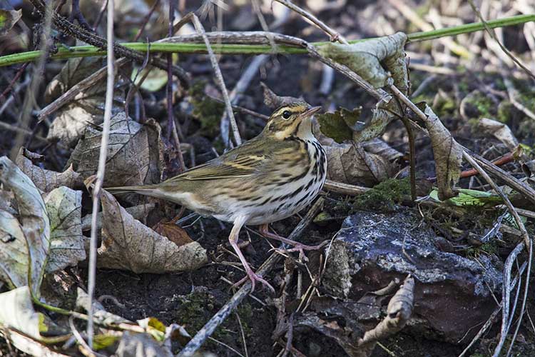 Olive Backed Pipit