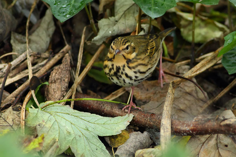 OLIVE-BACKED PIPIT