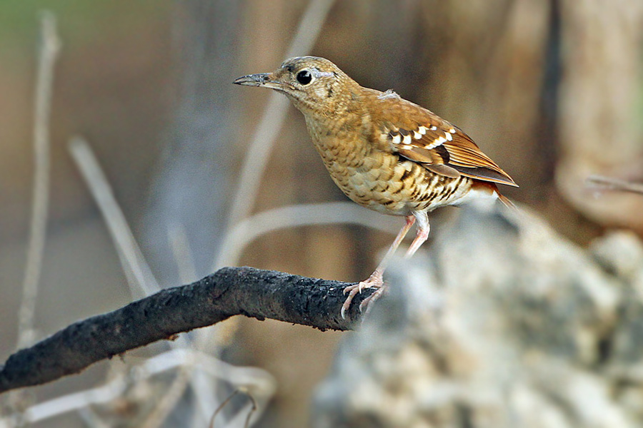 Fawn-breasted Thrush