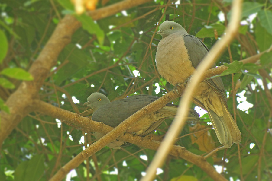 Timor Imperial Pigeon