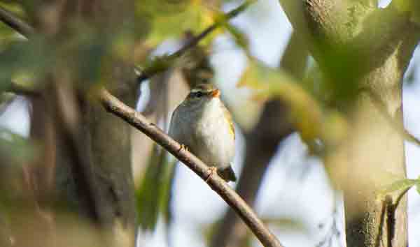 Eastern crowned warbler