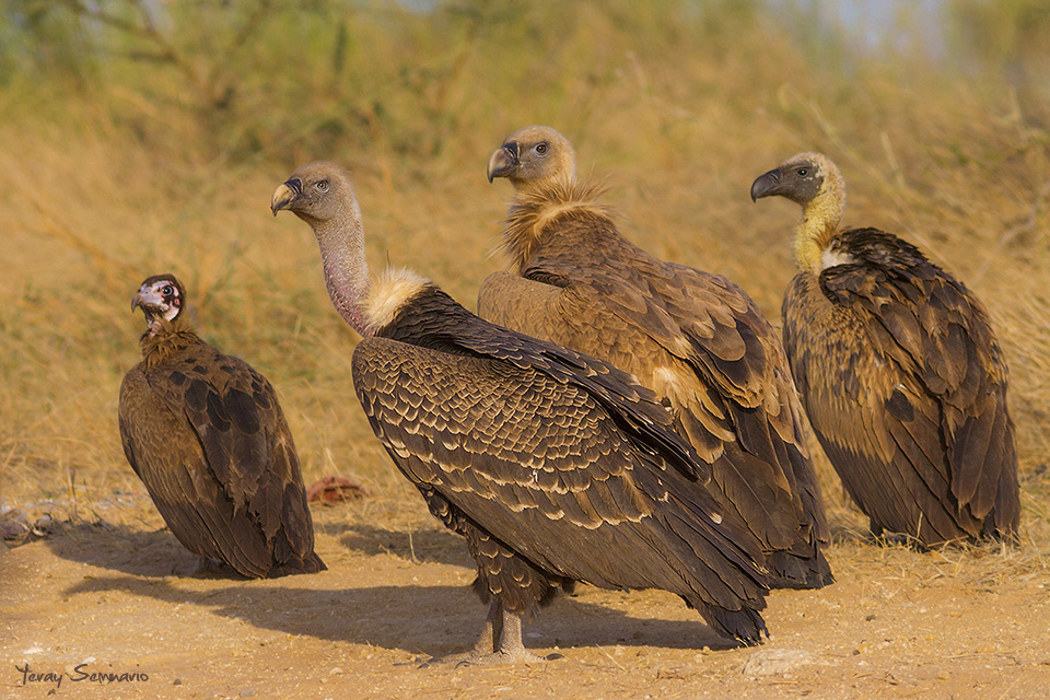 Hooded Vulture, RÃ¼ppell's Griffon, Eurasian Griffon, White-backed Vulture