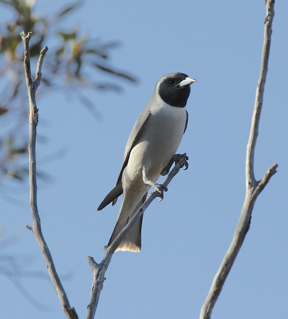 Masked woodswallow