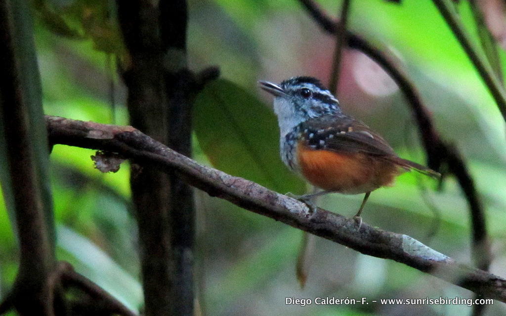 Guianan Warbling Antbird Â· Hypocnemis cantator