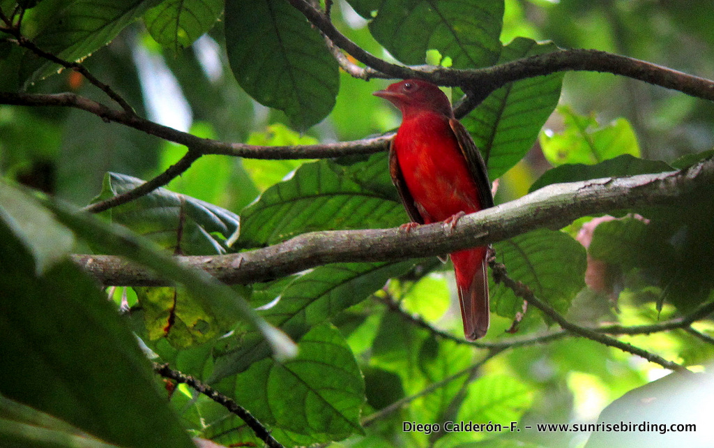 Guianan Red Cotinga - Phoenicircus carnifex