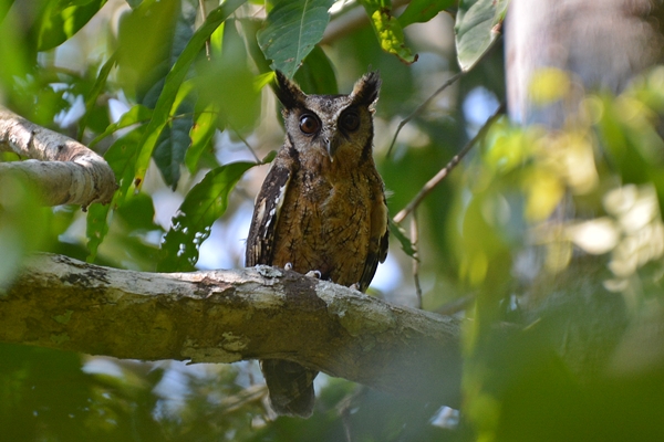 Southern Tanwy-bellied Screech-owl