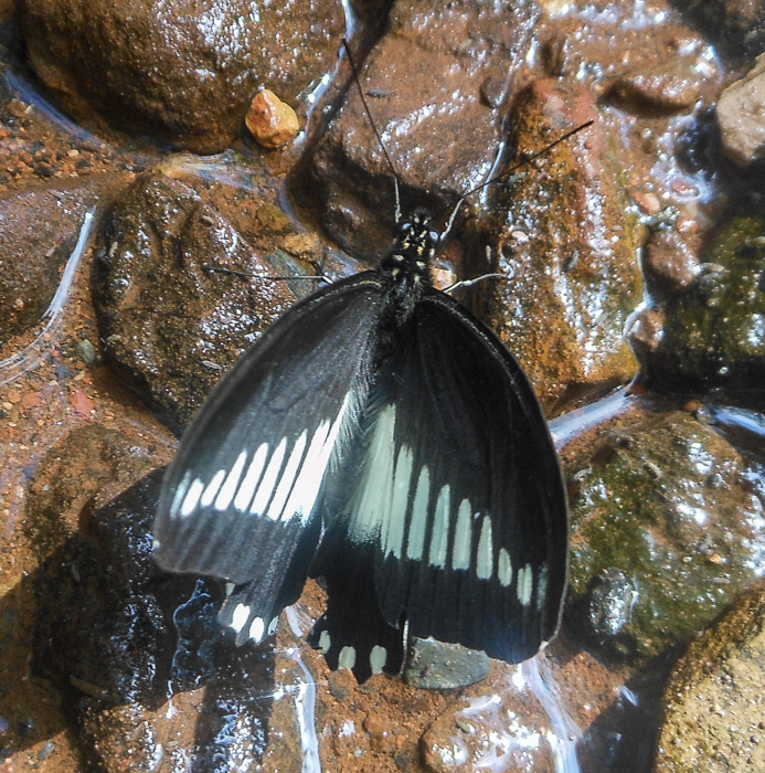 White-banded Swallowtail Papilio echerioides 