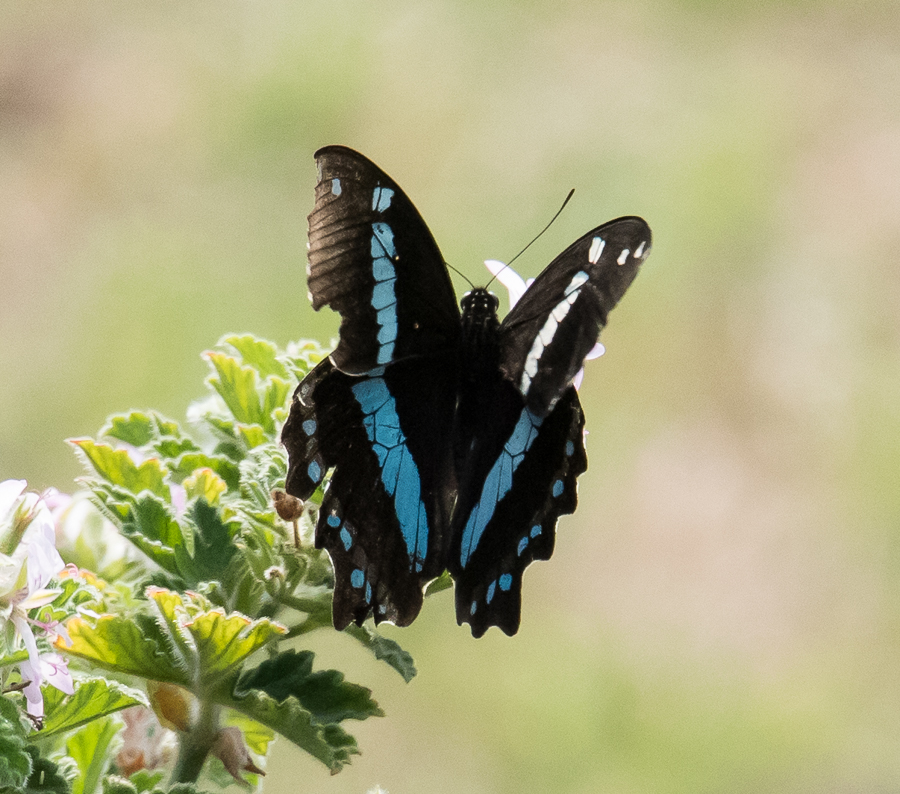 Green-banded Swallowtail Papilio nireus lyaeus
