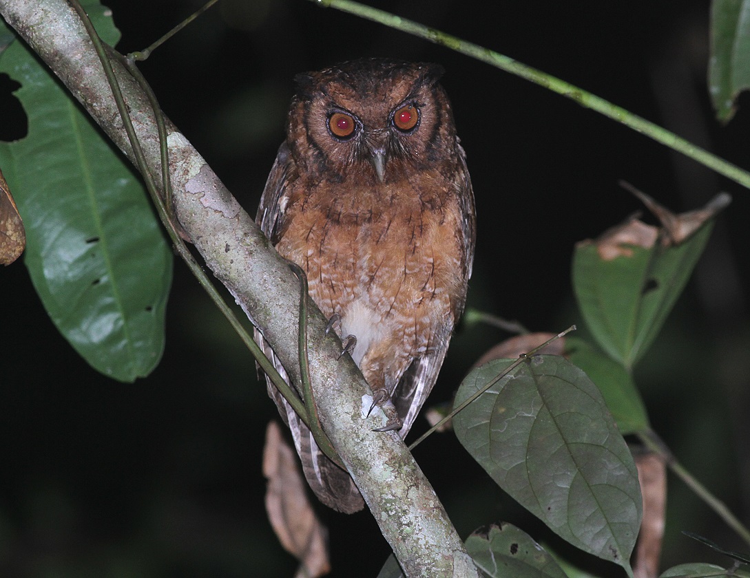 Southern Tawny-bellied Screech Owl