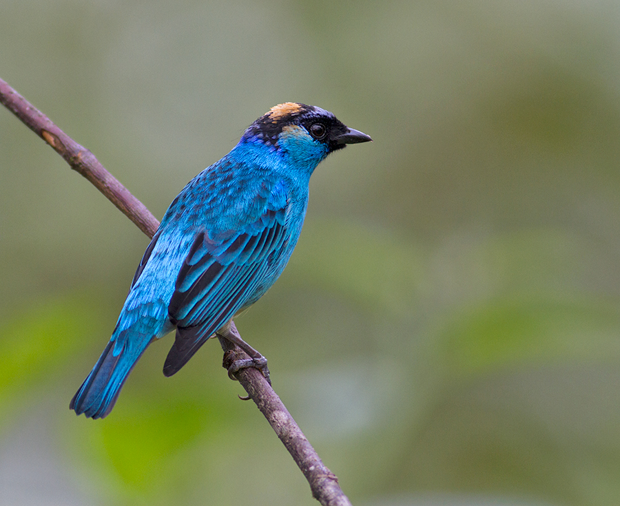 Golden-naped Tanager