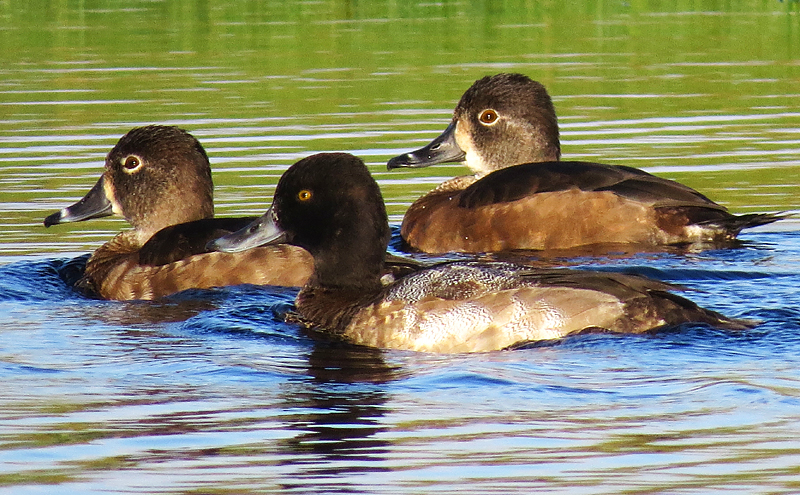 Ring-necked Duck and Lesser Scaup