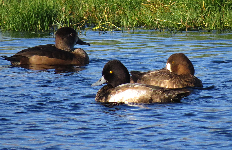 Lesser Scaup and Ring-necked Duck