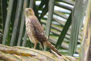 France's Sparrowhawk ssp. brutus