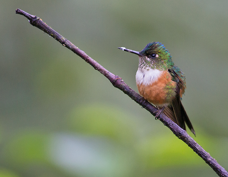 Violet-tailed Sylph (female)