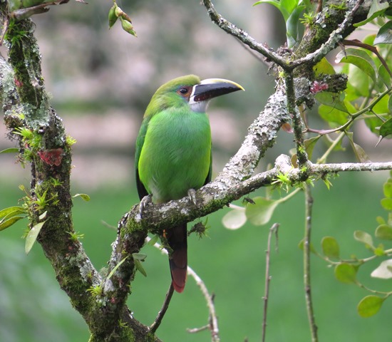 Emerald/Andean/Grey-throated Toucanet