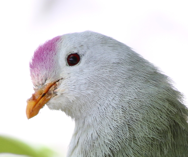 Atoll Fruit-dove