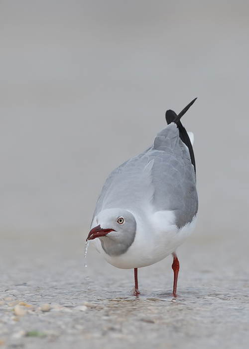 Grey-Headed Gull