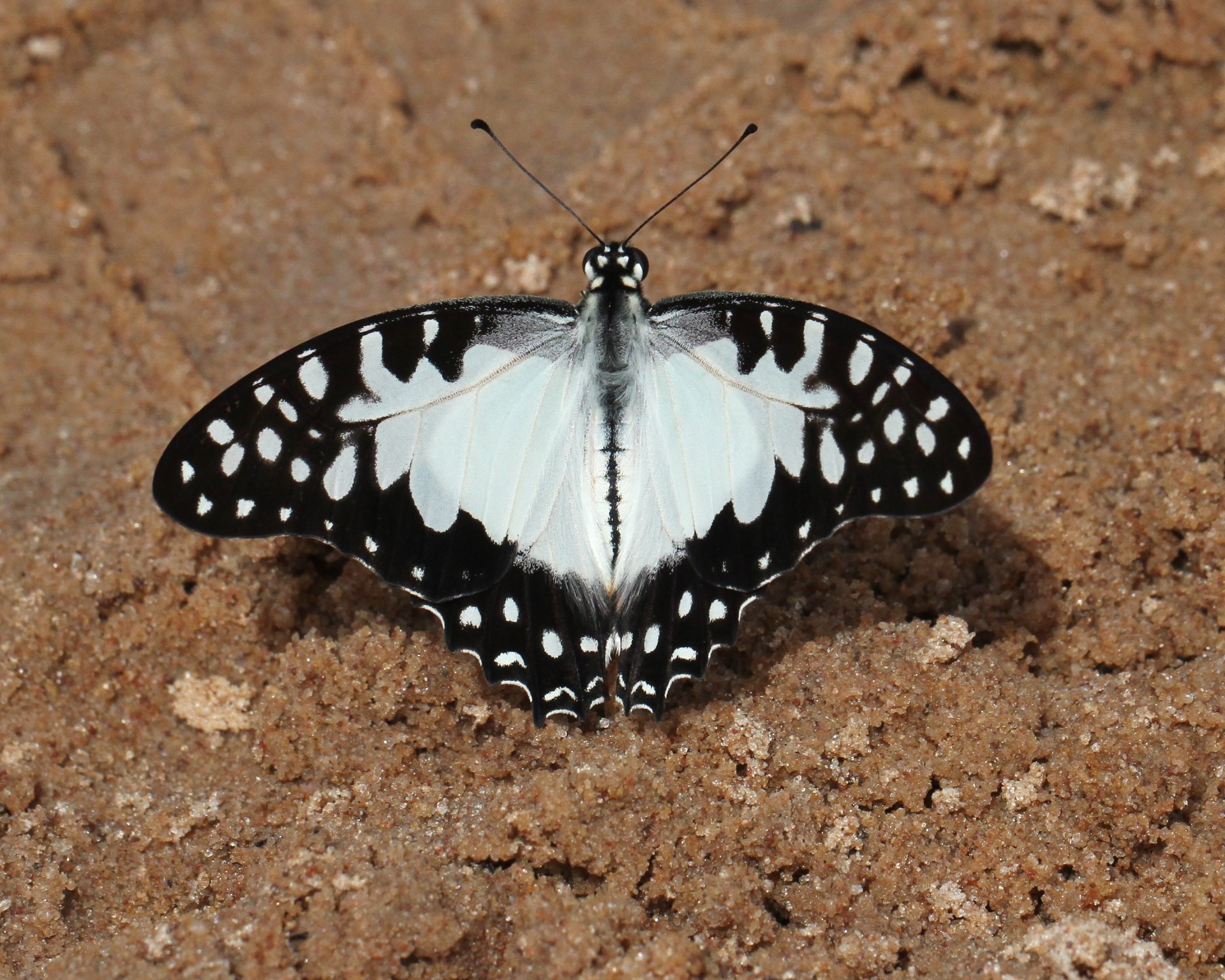 White lady Swallowtail