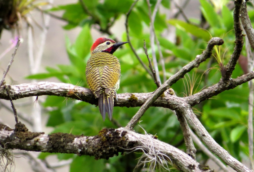 Black-Necked Woodpecker
