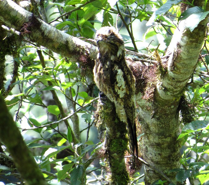 Andean Potoo