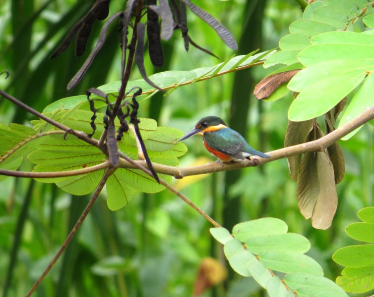 American pygmy kingfisher