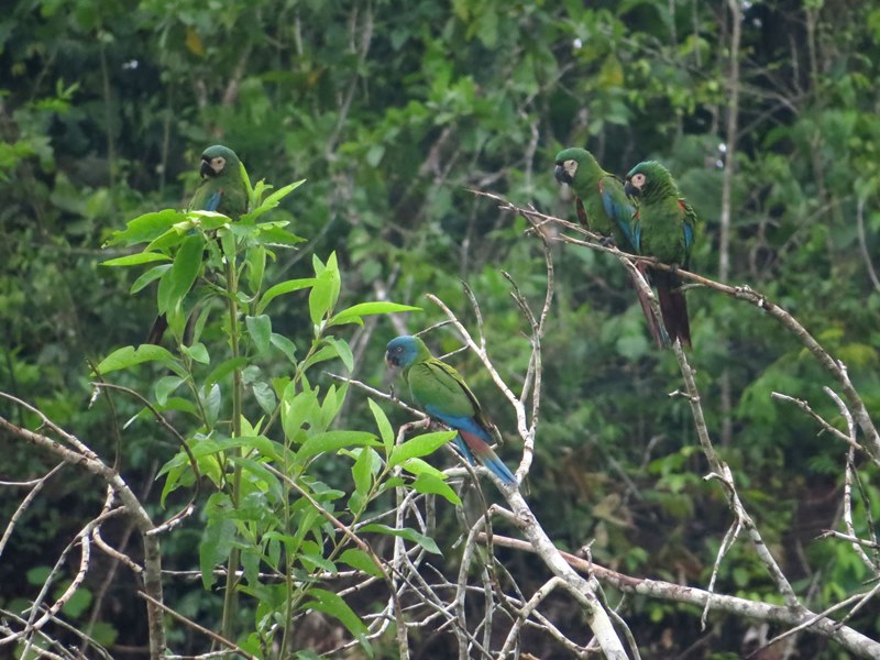 Blue headed macaw