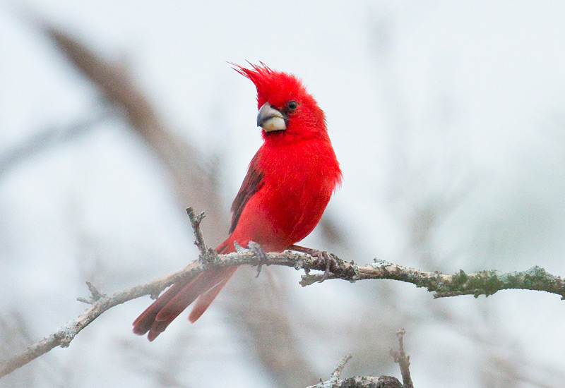 Vermilion Cardinal