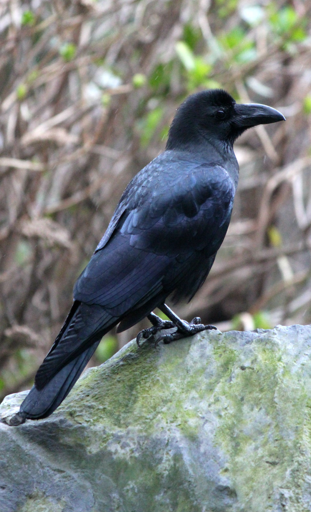 Thick-billed Crow