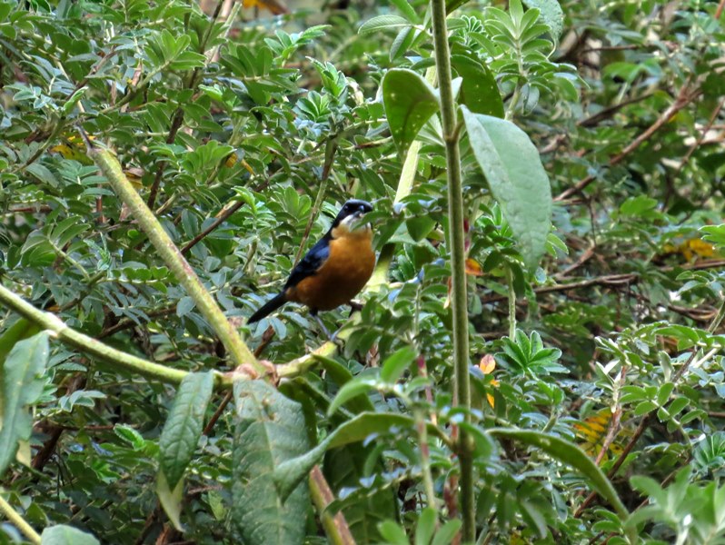 Chestnut bellied mountain tanager