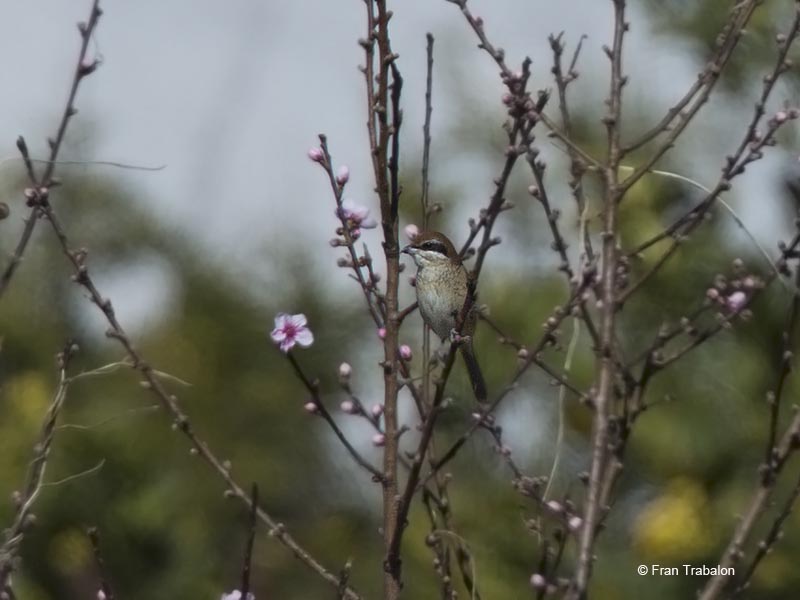 Brown Shrike Lanius cristatus
