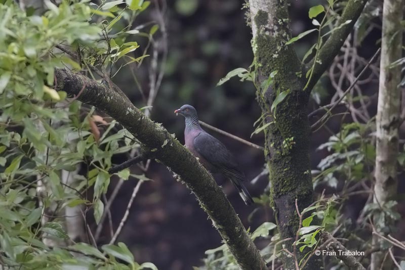 Dark-tailed Laurel-pigeon Columba bollii