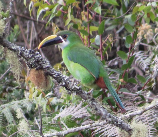 Emerald/Andean/White-throated Toucanet