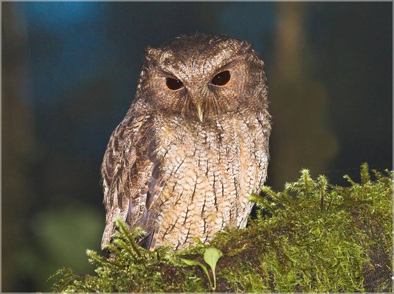 Colombian Screech-owl