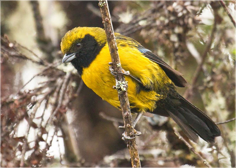 Masked Mountain-tanager
