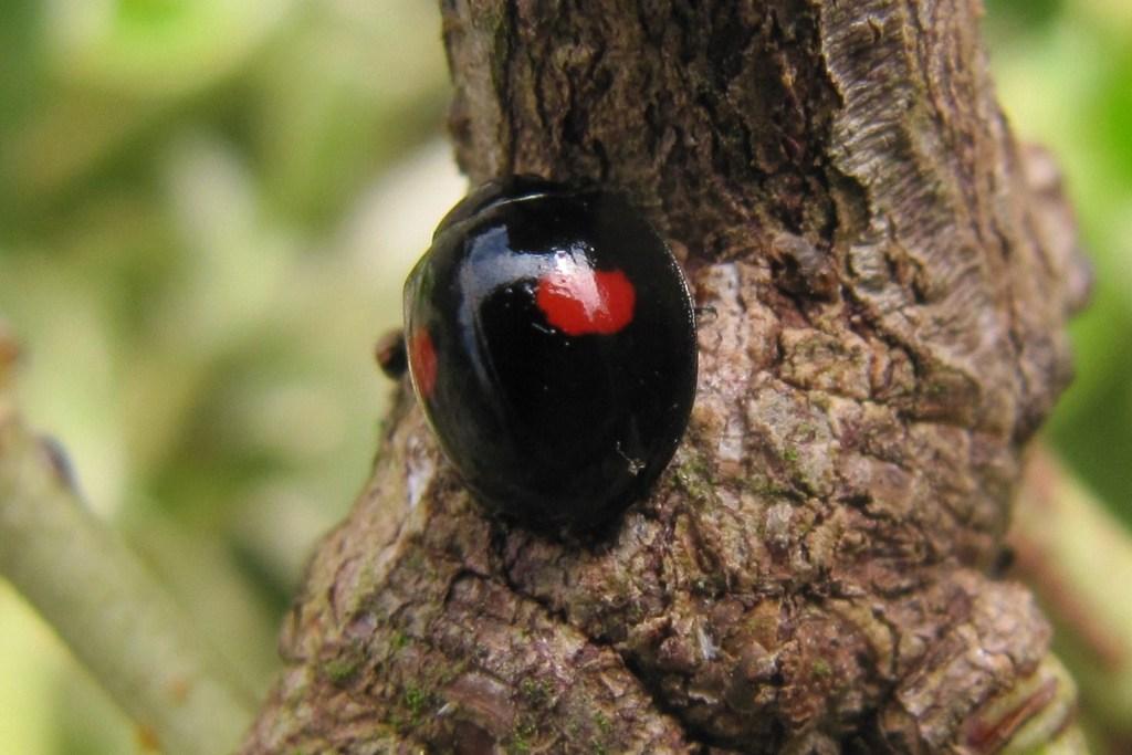 kidney-spot ladybird