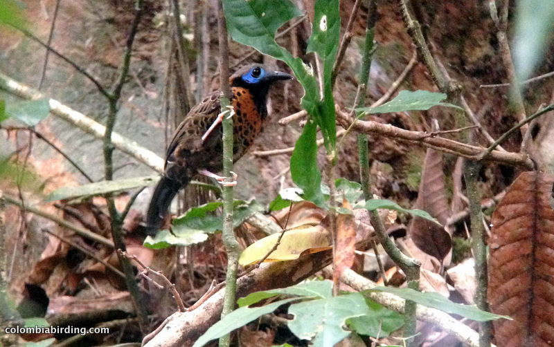 Ocellated Antbird - Phaenostictus mcleannani