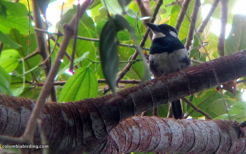 Black-breasted Puffbird - Notharchus pectoralis