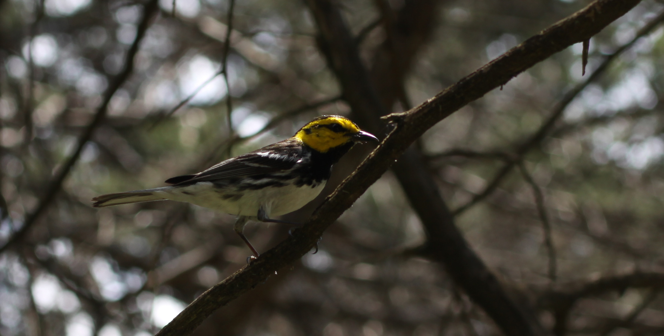 Golden-cheeked Warbler