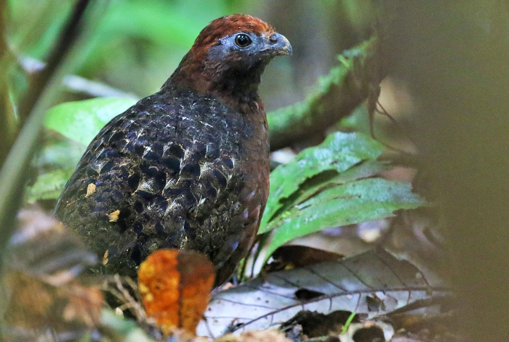 Black-eared Wood-quail