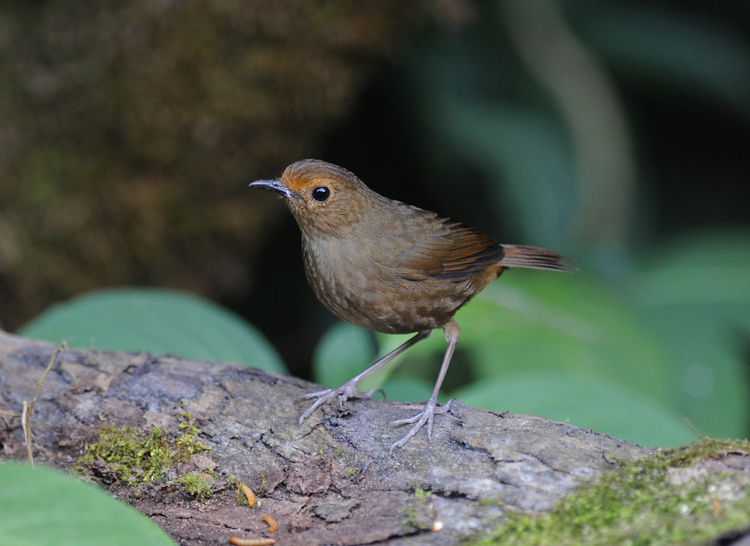 White-browed Shortwing (female)