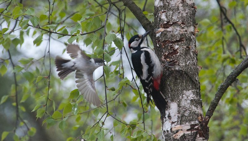 Great-spotted Woodpecker v Pied Flycatcher