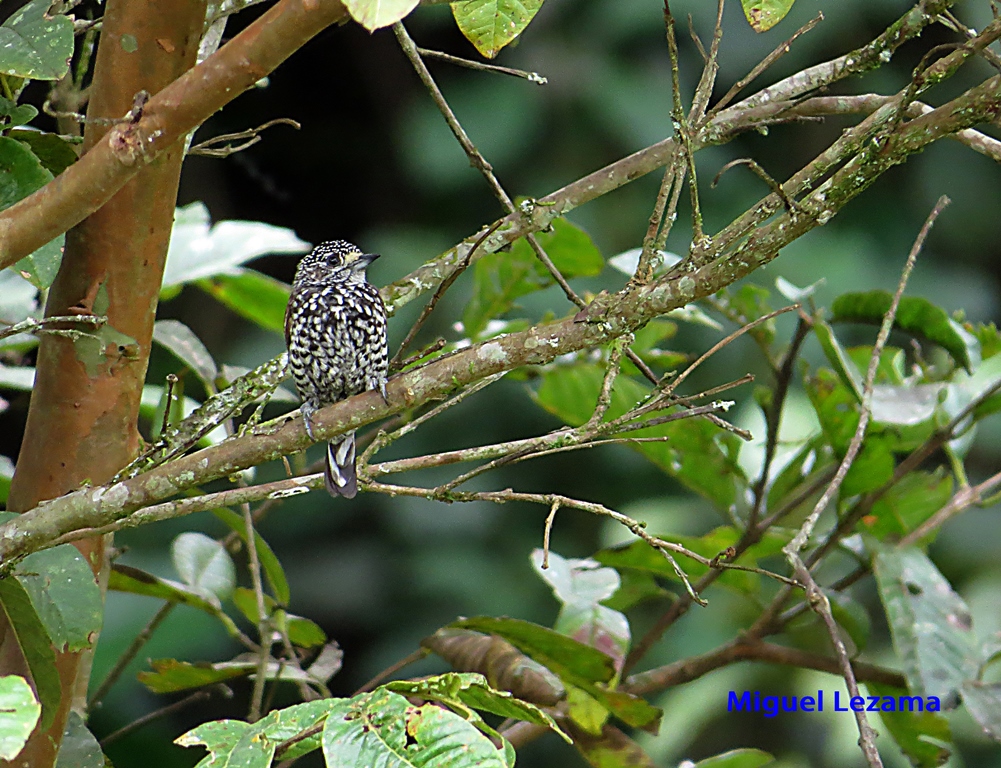Speckled chested Piculet