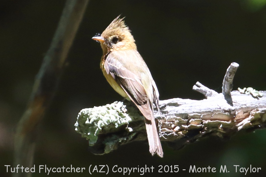 Tufted Flycatcher (male)