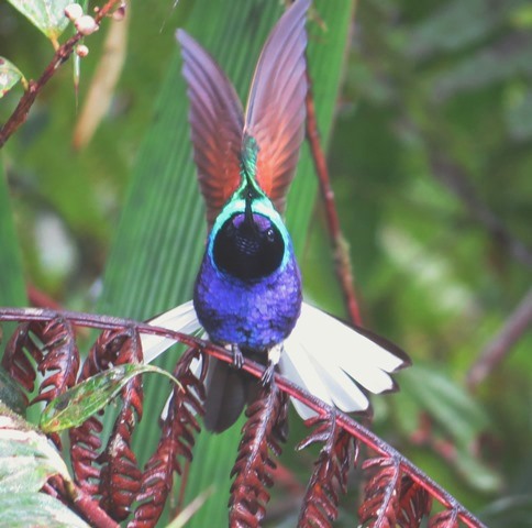 Velvet-purple Coronet