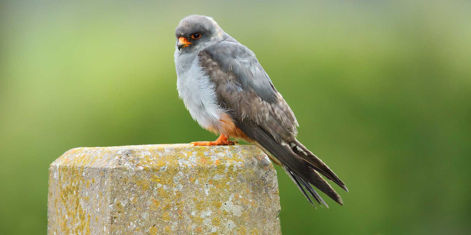 FIRST-SUMMER MALE RED-FOOTED FALCON
