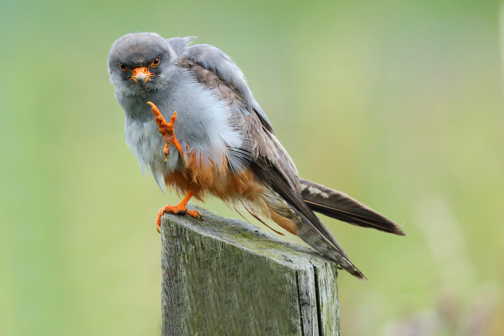 FIRST-SUMMER MALE RED-FOOTED FALCON