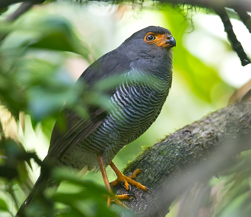 Barred Forest-Falcon